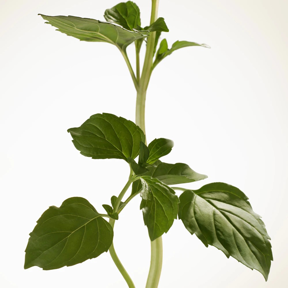 Goddess Intense - immagine 4