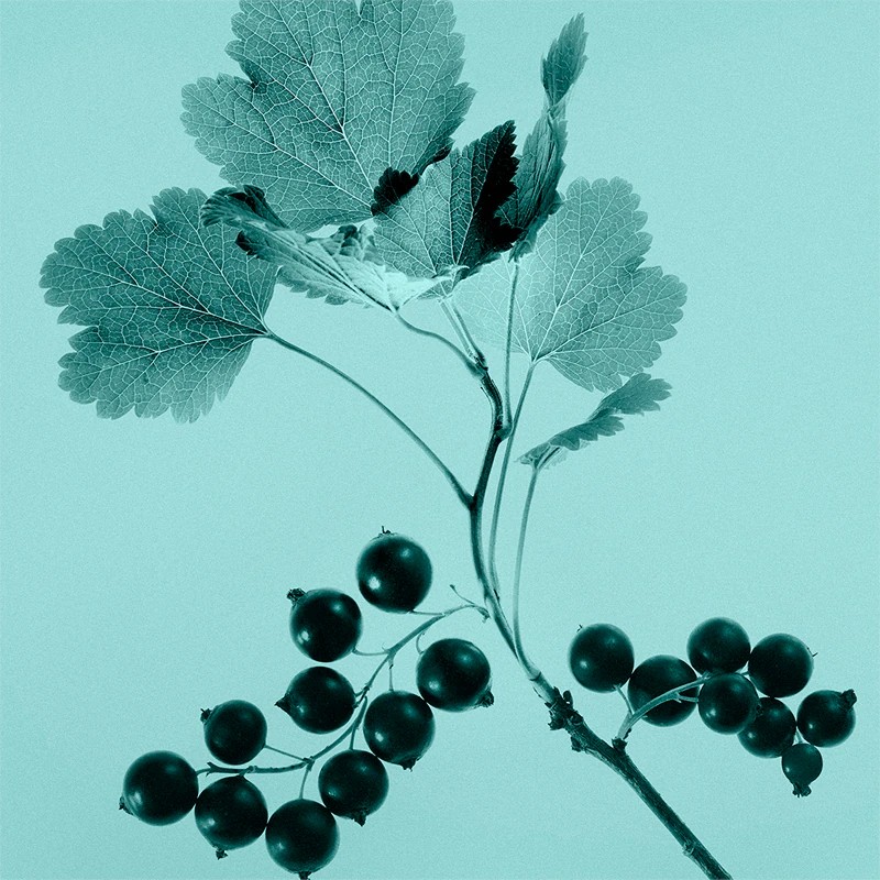 Sheer Eau De Toilette - immagine 4