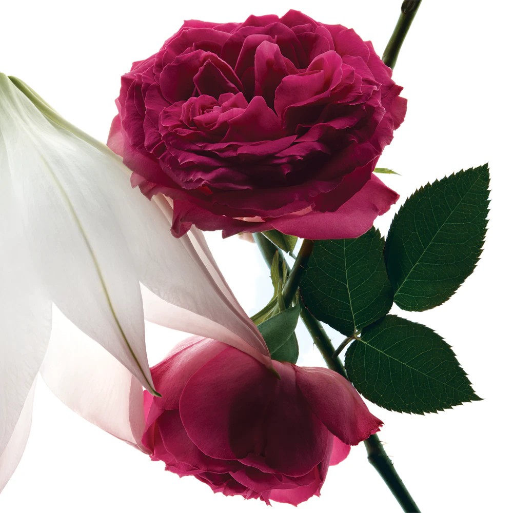 Mon Paris Intensely - immagine 3