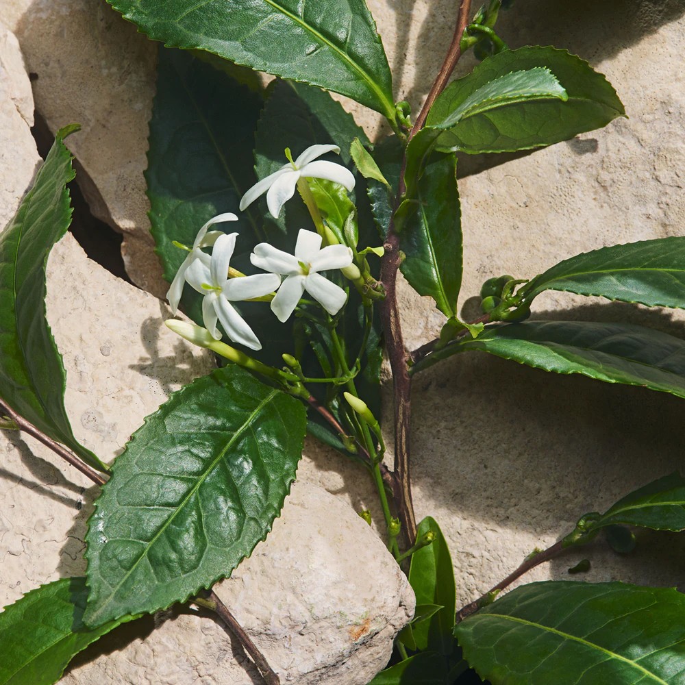 Light Blue Capri In Love Pour Femme Eau De Parfum - immagine 5