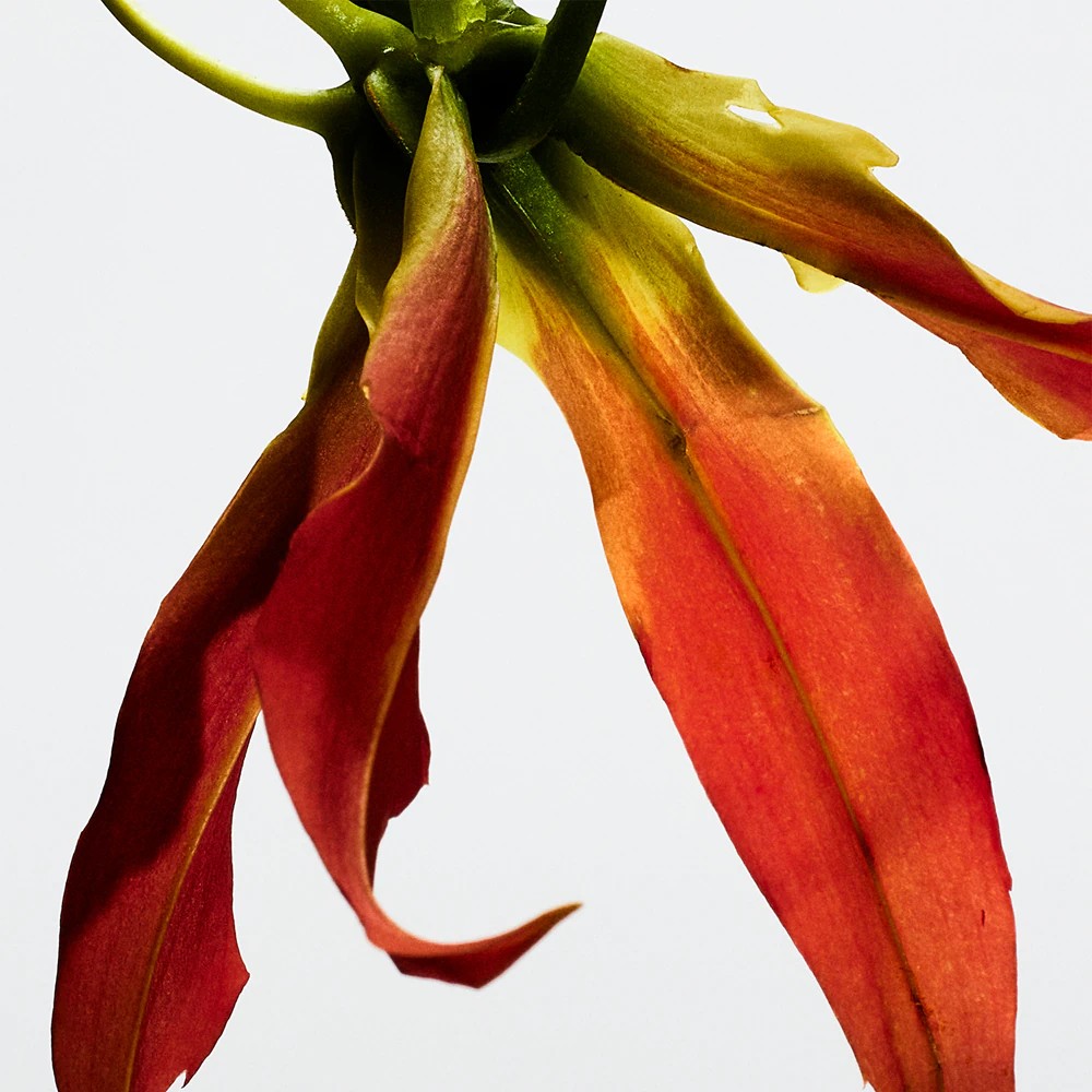 Eclectic EDT Vapo - immagine 3