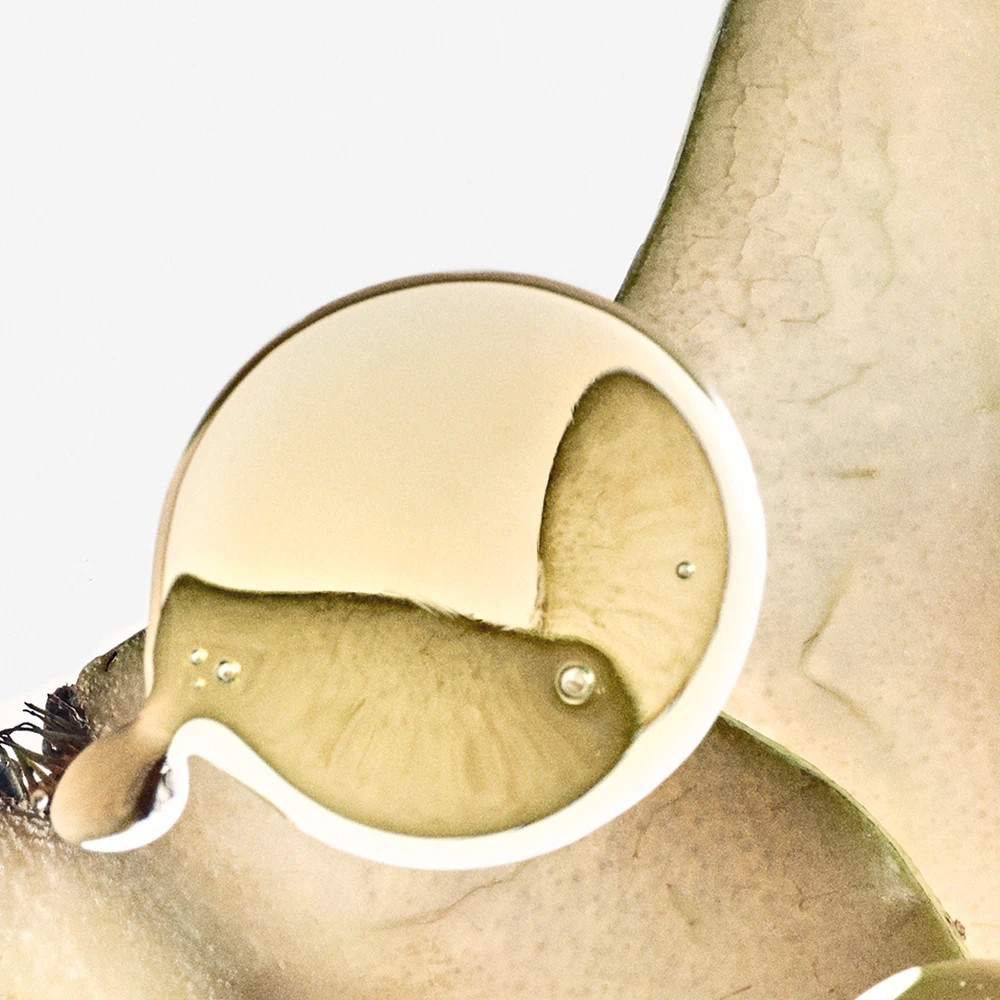 Solo Ella Elixir - immagine 3