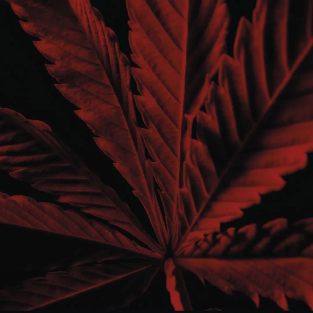 Habit Rouge Instinct - immagine 4