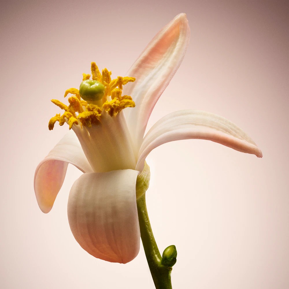 The Scent For Her Le Parfum - immagine 5