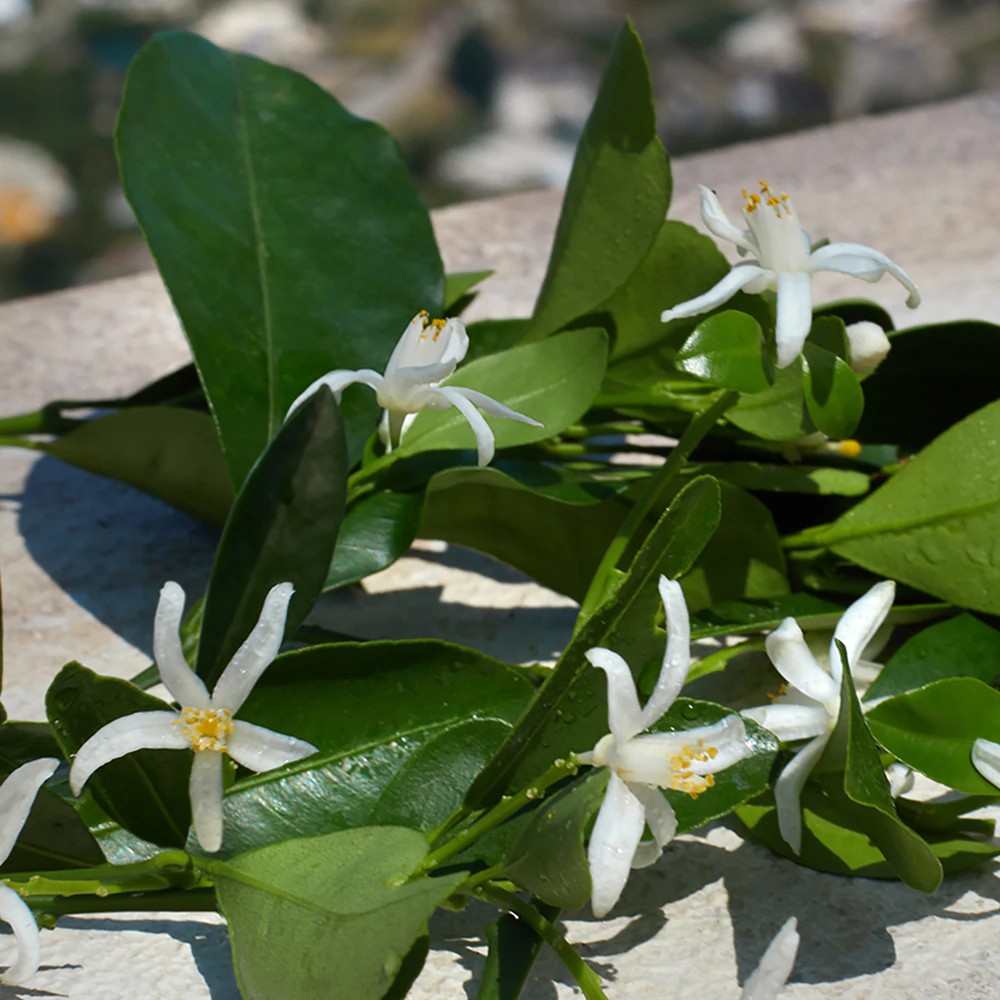 Devotion Eau De Parfum - immagine 5